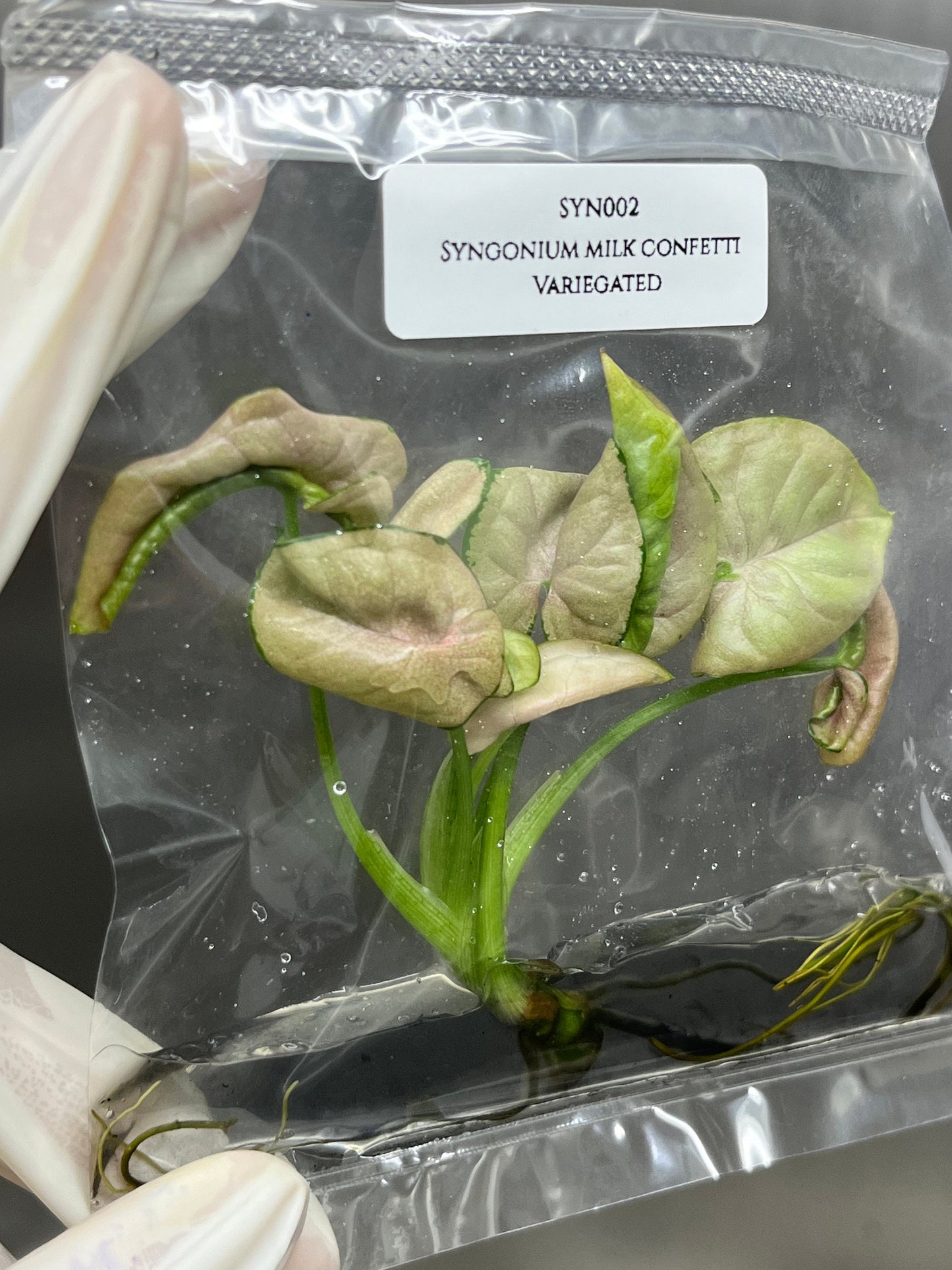 Syngonium Milk Confetti Variegated Tissue Culture (1 item/bag)