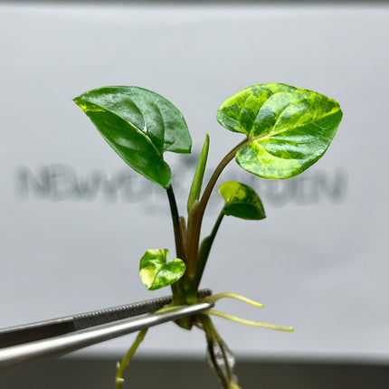 Syngonium Podophyllum Aurea Variegated Tissue Culture (1 item/bag)