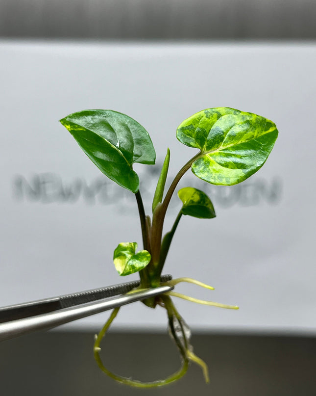 Syngonium Podophyllum Aurea Variegated Tissue Culture (1 item/bag)