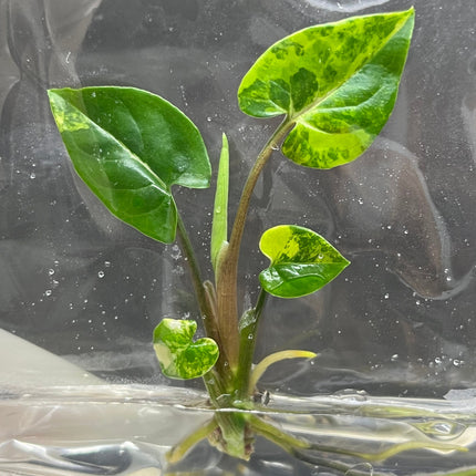 Syngonium Podophyllum Aurea Variegated Tissue Culture (1 item/bag)