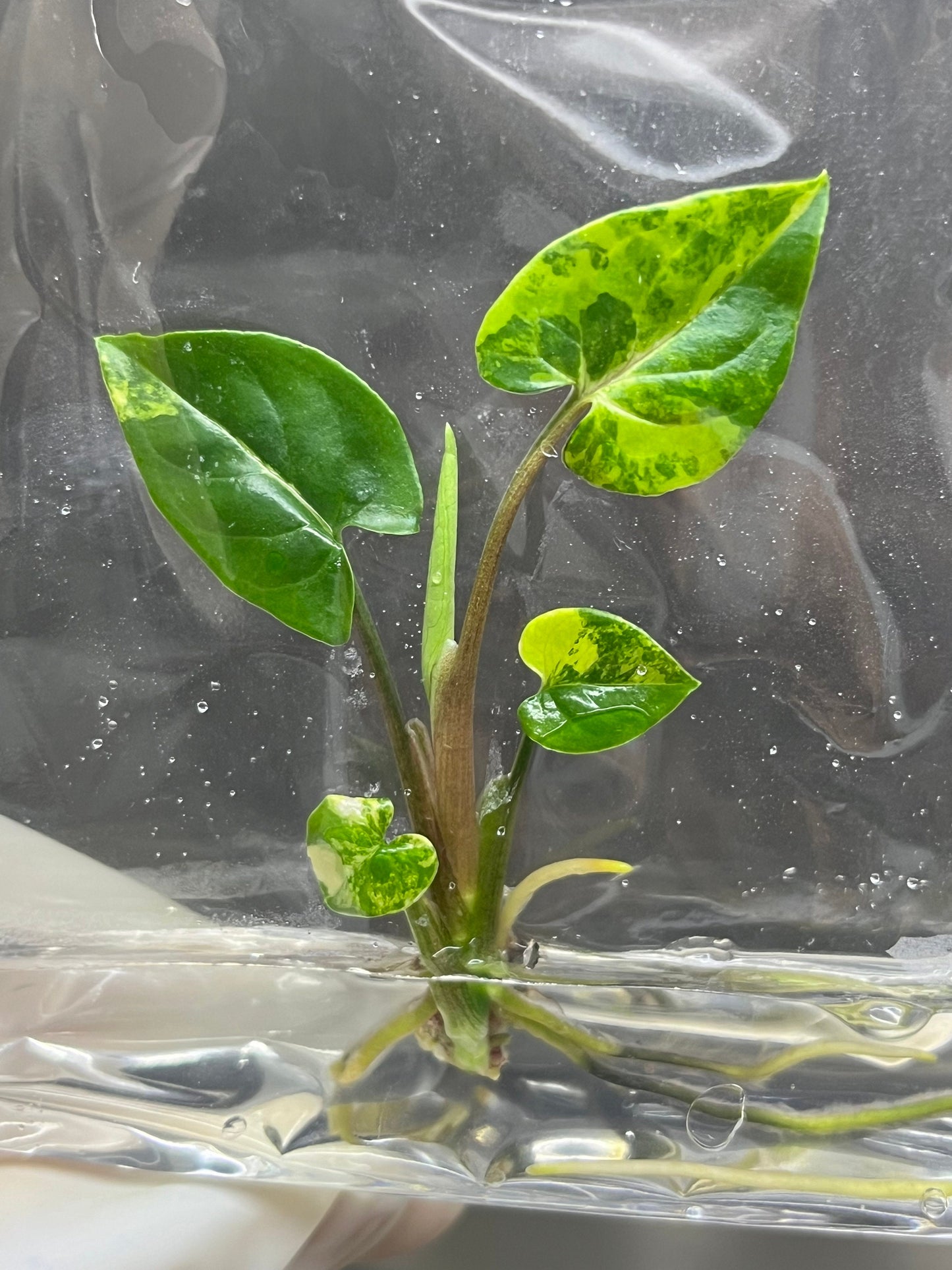Syngonium Podophyllum Aurea Variegated Tissue Culture (1 item/bag)