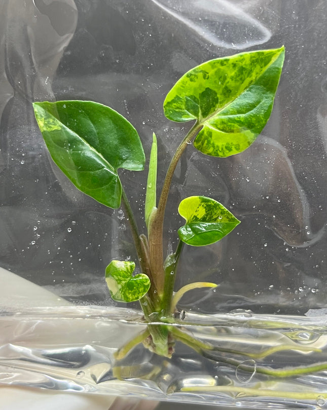 Syngonium Podophyllum Aurea Variegated Tissue Culture (1 item/bag)