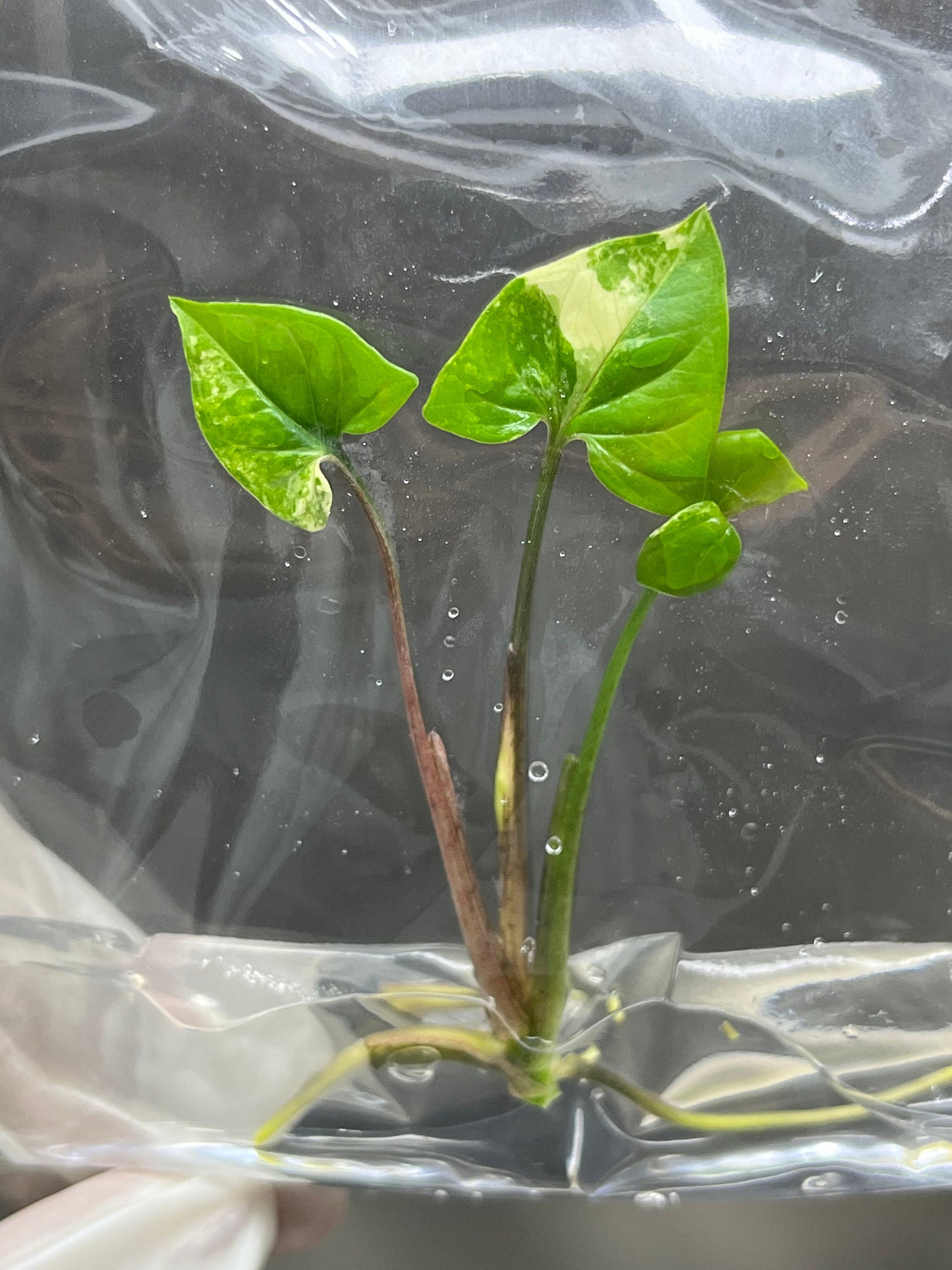 Syngonium Podophyllum Albo Variegated  Tissue Culture (1 item/bag)
