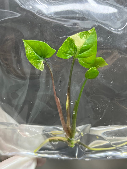 Syngonium Podophyllum Albo Variegated  Tissue Culture (1 item/bag)