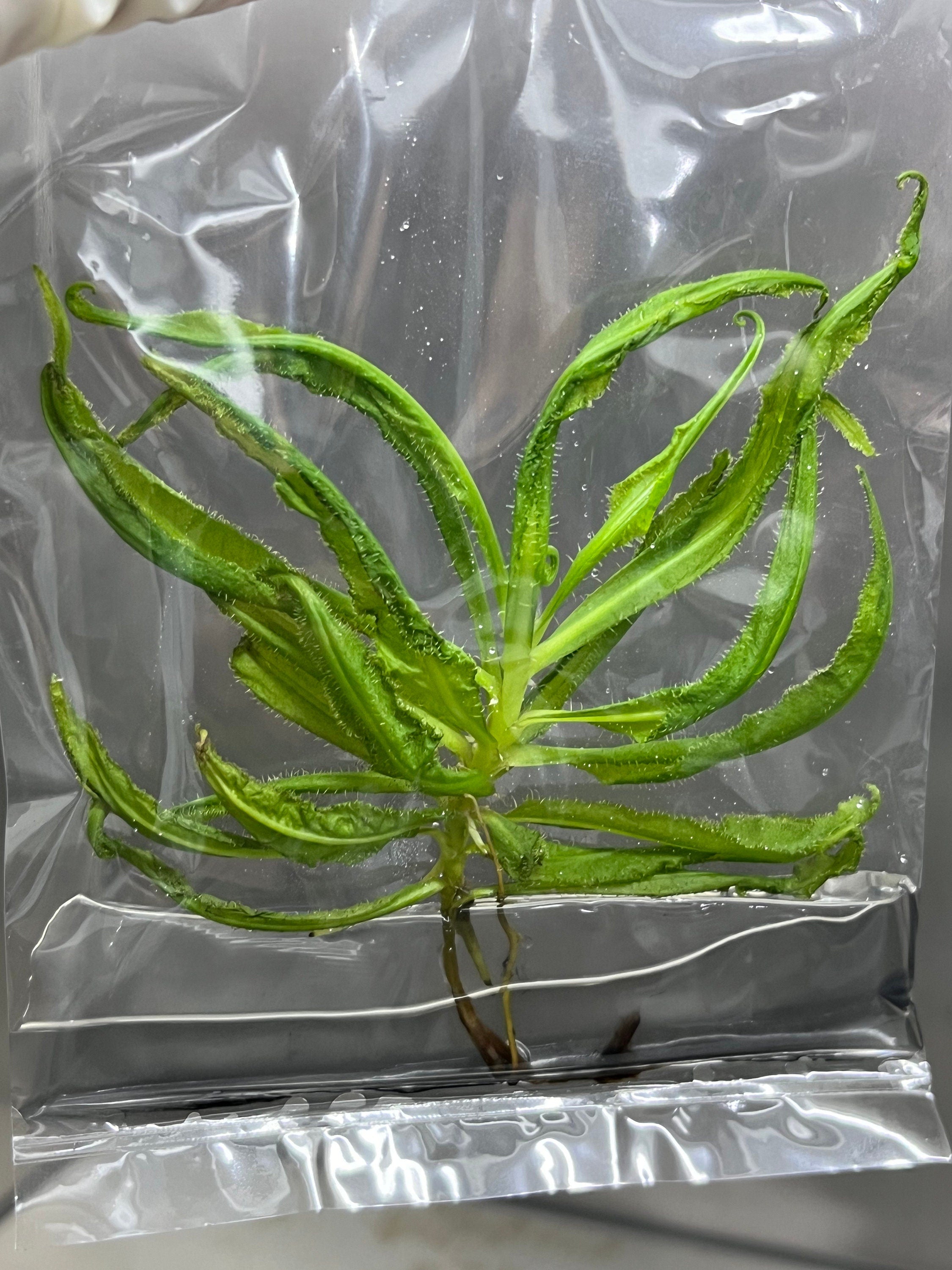 Drosera adelae (5 plantlets/bag) Tissue culture