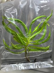Drosera adelae (5 plantlets/bag) Tissue culture