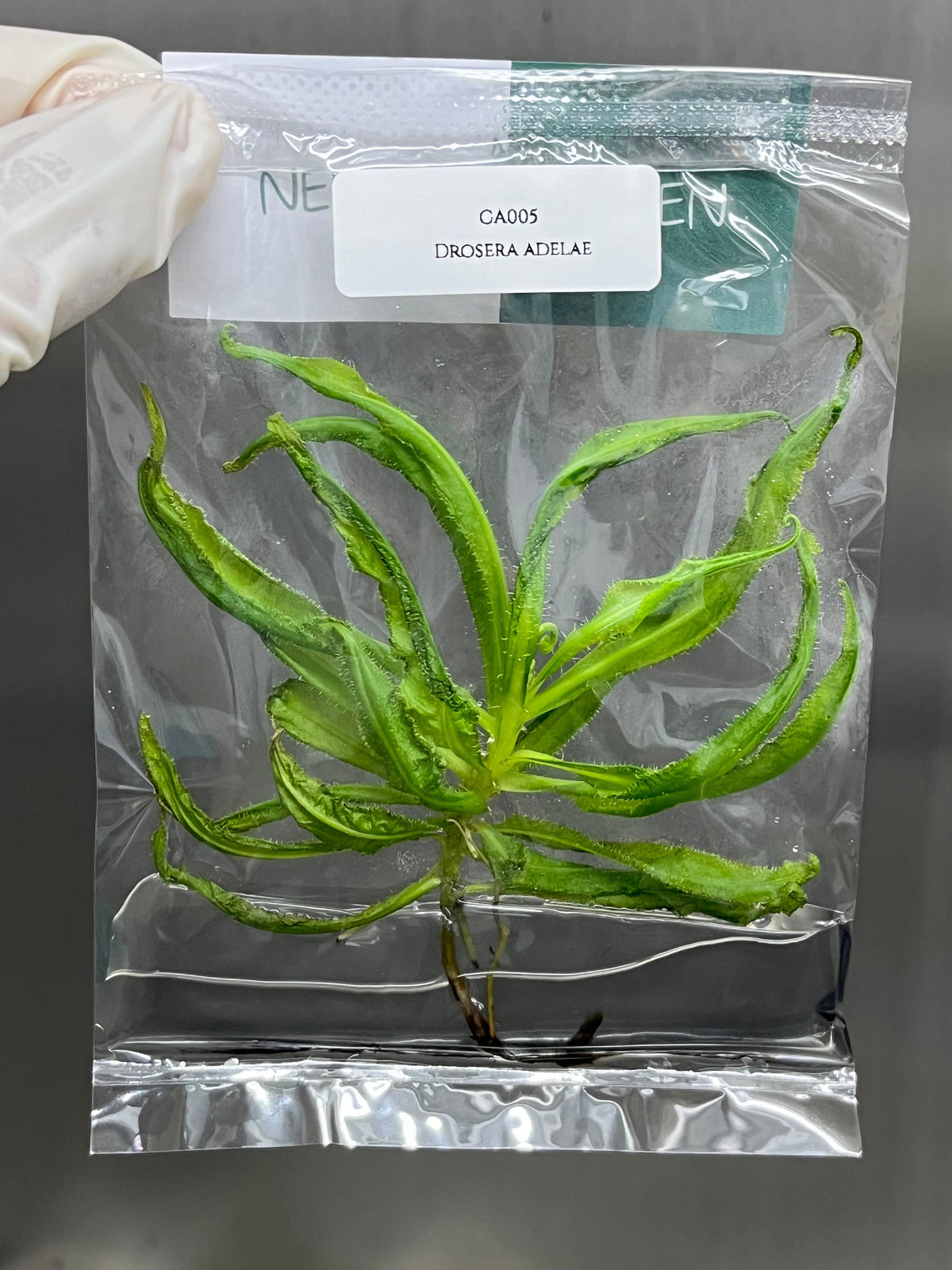 Drosera adelae (5 plantlets/bag) Tissue culture