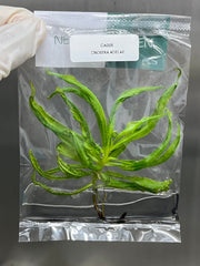 Drosera adelae (5 plantlets/bag) Tissue culture