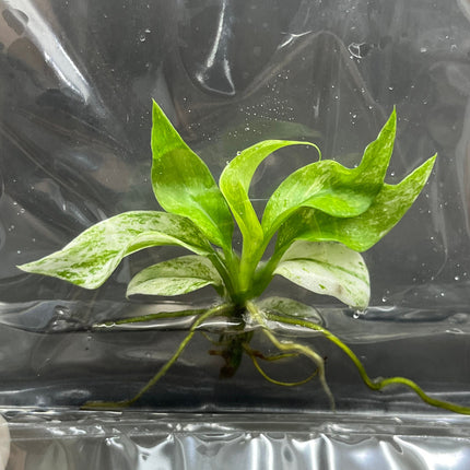 Rhaphidophora Puberula Variegated Tissue Culture (1 item/bag)