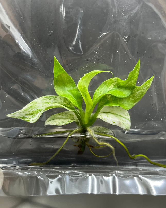 Rhaphidophora Puberula Variegated Tissue Culture (1 item/bag)