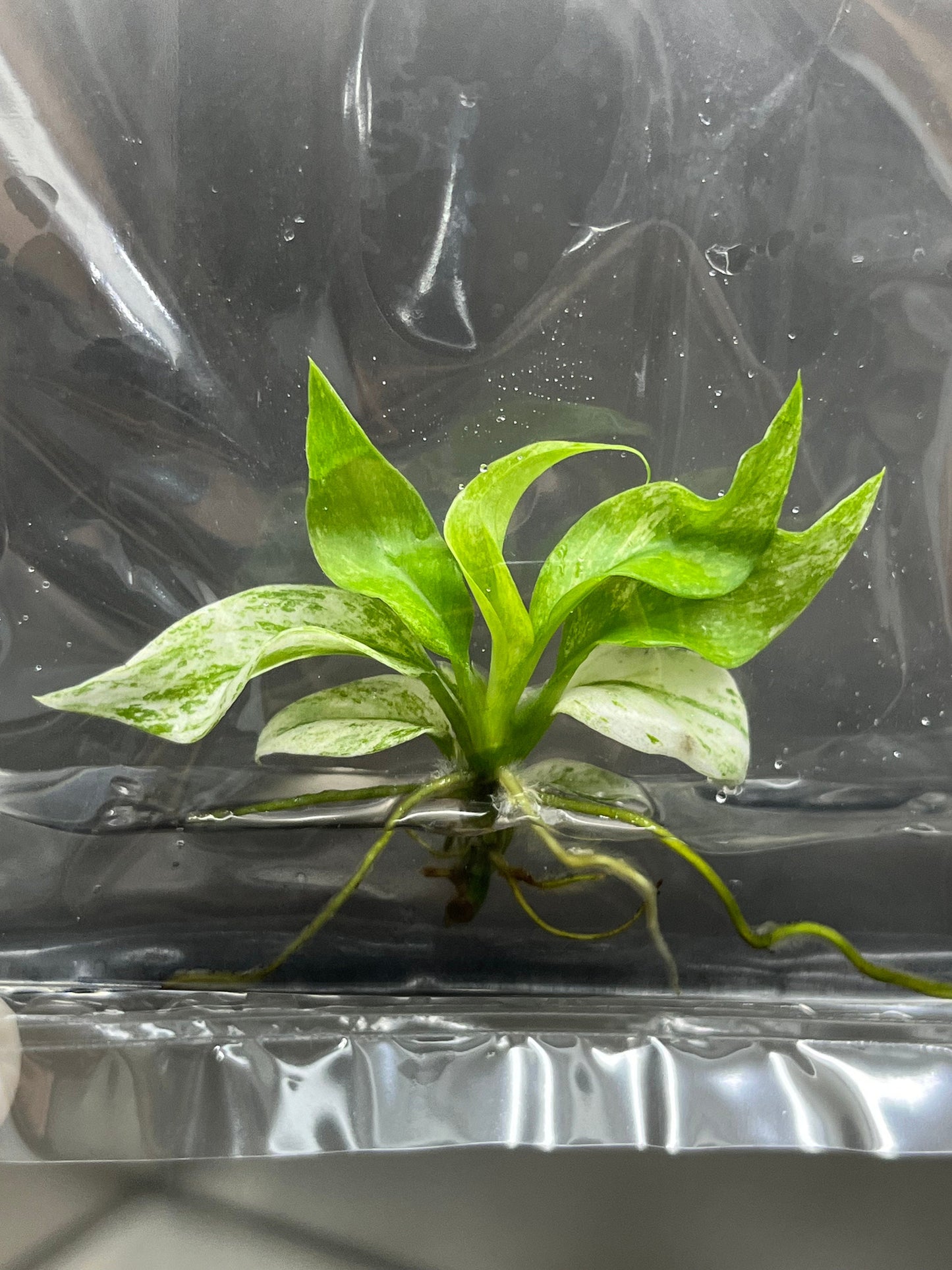 Rhaphidophora Puberula Variegated Tissue Culture (1 item/bag)