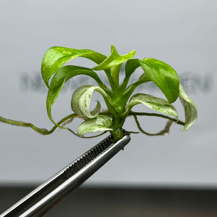 Rhaphidophora Puberula Variegated Tissue Culture (1 item/bag)