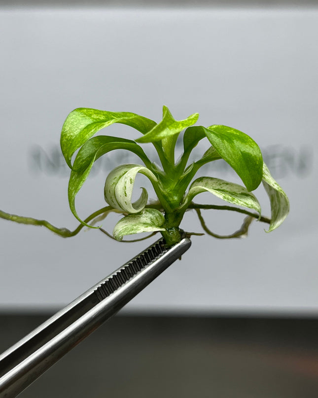 Rhaphidophora Puberula Variegated Tissue Culture (1 item/bag)