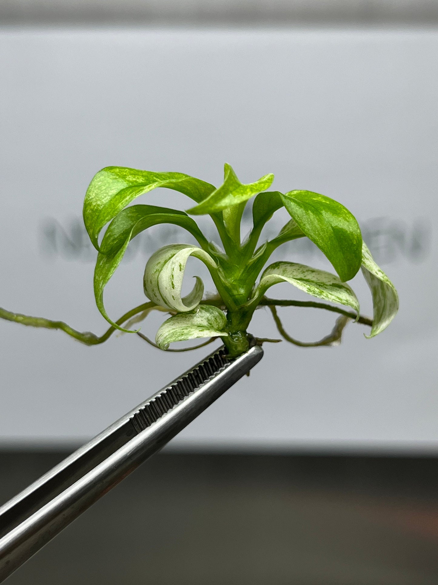 Rhaphidophora Puberula Variegated Tissue Culture (1 item/bag)