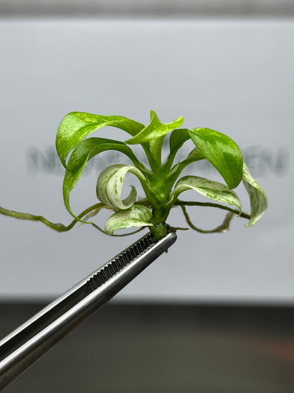 Rhaphidophora Puberula Variegated Tissue Culture (1 item/bag)