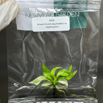 Rhaphidophora Puberula Variegated Tissue Culture (1 item/bag)