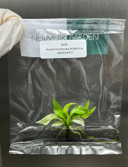 Collection image for: Another