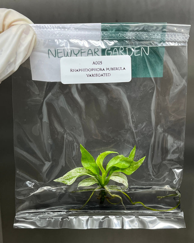 Rhaphidophora Puberula Variegated Tissue Culture (1 item/bag)