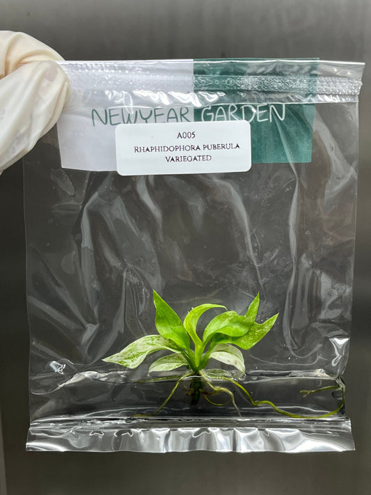 Rhaphidophora Puberula Variegated Tissue Culture (1 item/bag)