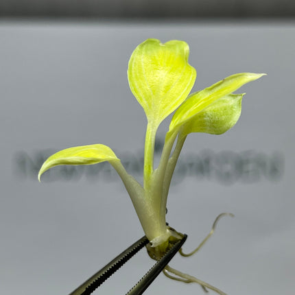 Spathiphyllum Sensation "Mint"  Tissue Culture (1 item/bag)
