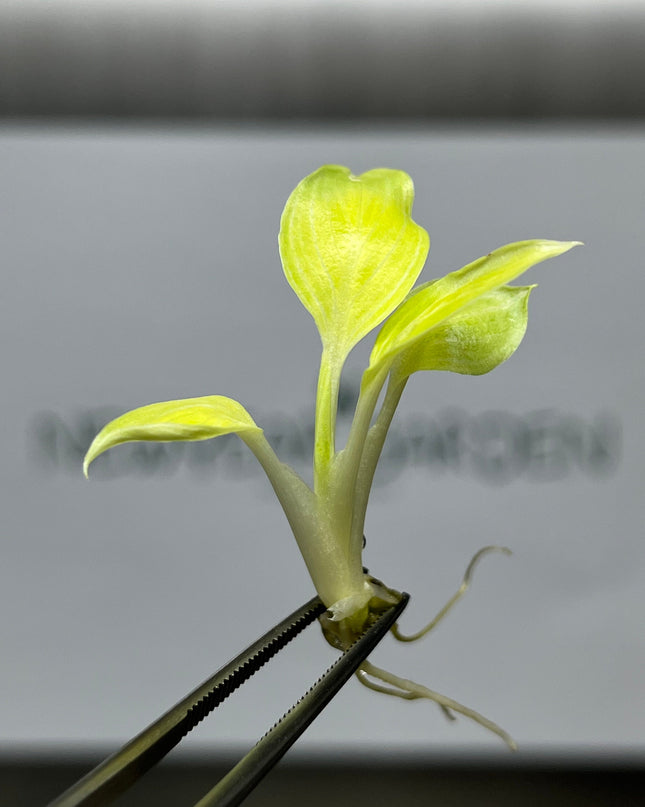 Spathiphyllum Sensation "Mint"  Tissue Culture (1 item/bag)