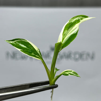 Spathiphyllum Sensation Variegated  Tissue Culture (1 item/bag)