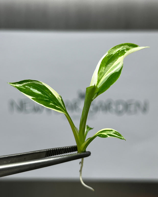 Spathiphyllum Sensation Variegated  Tissue Culture (1 item/bag)