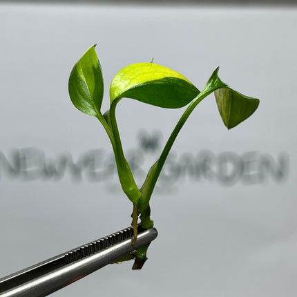 Epipremnum Amplissimum Variegated Tissue Culture (1 item/bag)