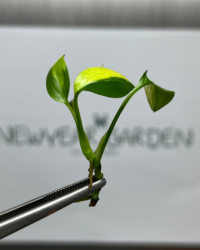 Epipremnum Amplissimum Variegated Tissue Culture (1 item/bag)