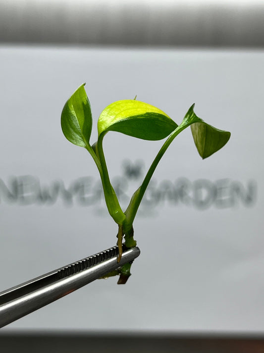 Epipremnum Amplissimum Variegated Tissue Culture (1 item/bag)