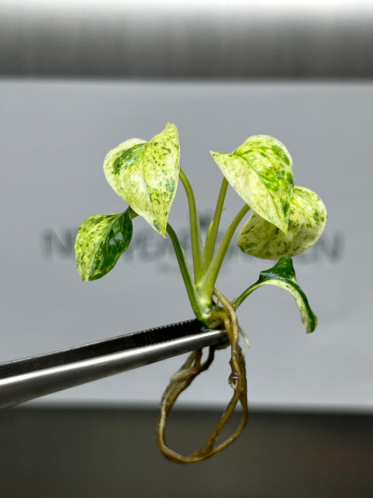 Epipremnum Sp Bali Variegated (Hanoman) Tissue Culture (1 item/bag)