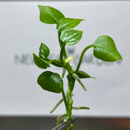 Anthurium Big Bill Tissue Culture (5 items/bag)