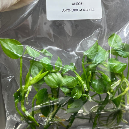 Anthurium Big Bill Tissue Culture (5 items/bag)