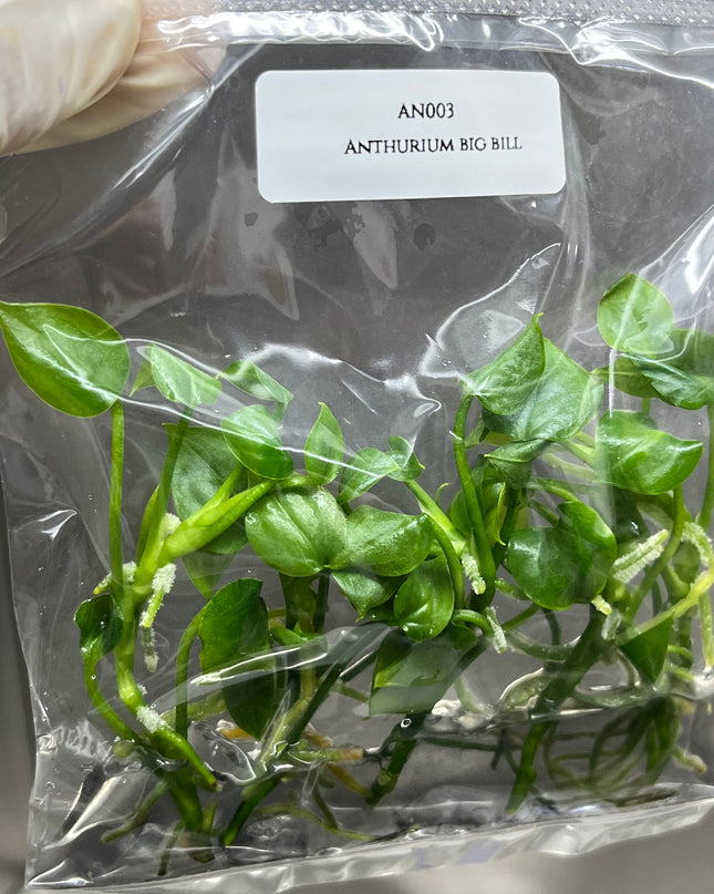 Anthurium Big Bill Tissue Culture (5 items/bag)
