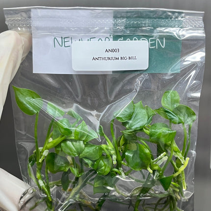 Anthurium Big Bill Tissue Culture (5 items/bag)