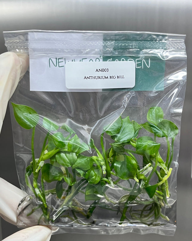 Anthurium Big Bill Tissue Culture (5 items/bag)