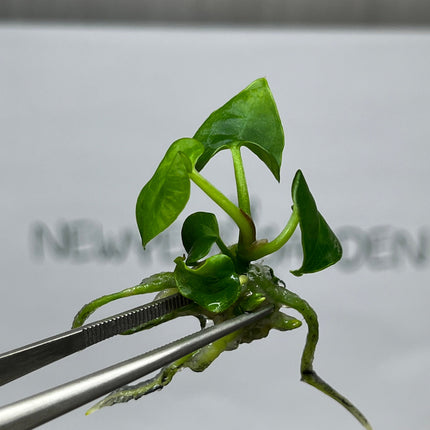 Anthurium Ace of Spades Tissue Culture (1 item/bag)