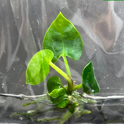Anthurium Ace of Spades Tissue Culture (1 item/bag)
