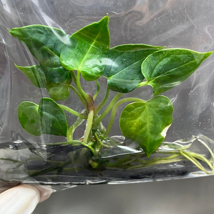 Anthurium Clarinervinum Tissue Culture (1 item/bag)