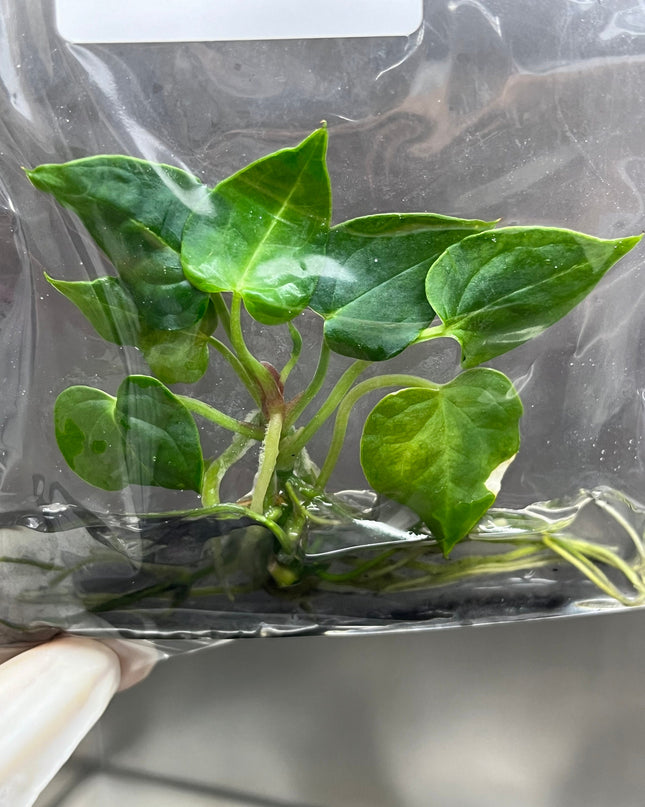 Anthurium Clarinervinum Tissue Culture (1 item/bag)