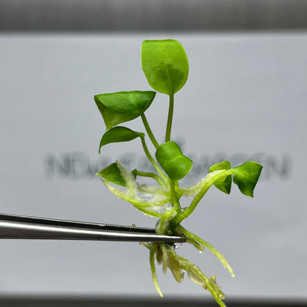 Anthurium Warocqueanum (Queen) Tissue Culture (1 item/bag)