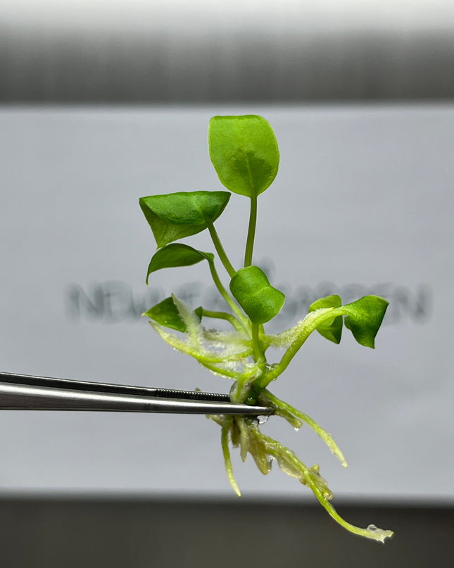 Anthurium Warocqueanum (Queen) Tissue Culture (1 item/bag)