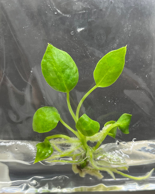 Anthurium Warocqueanum (Queen) Tissue Culture (1 item/bag)