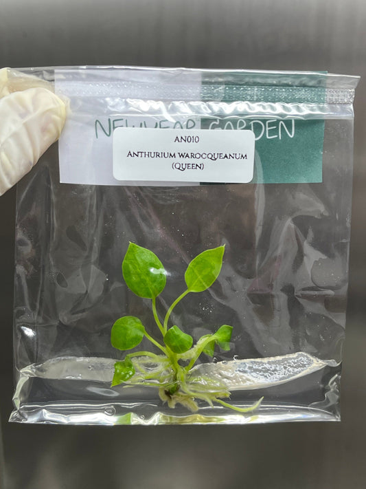 Anthurium Warocqueanum (Queen) Tissue Culture (1 item/bag)