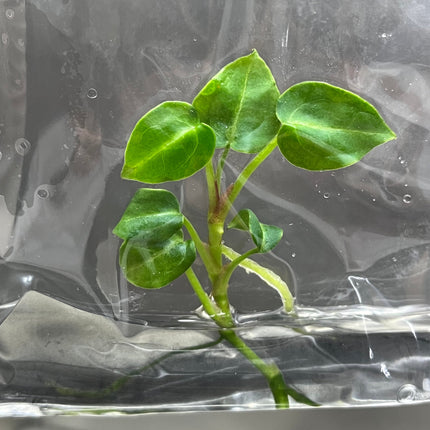 Anthurium Crytallium Dark Tissue Culture (1 item/bag)
