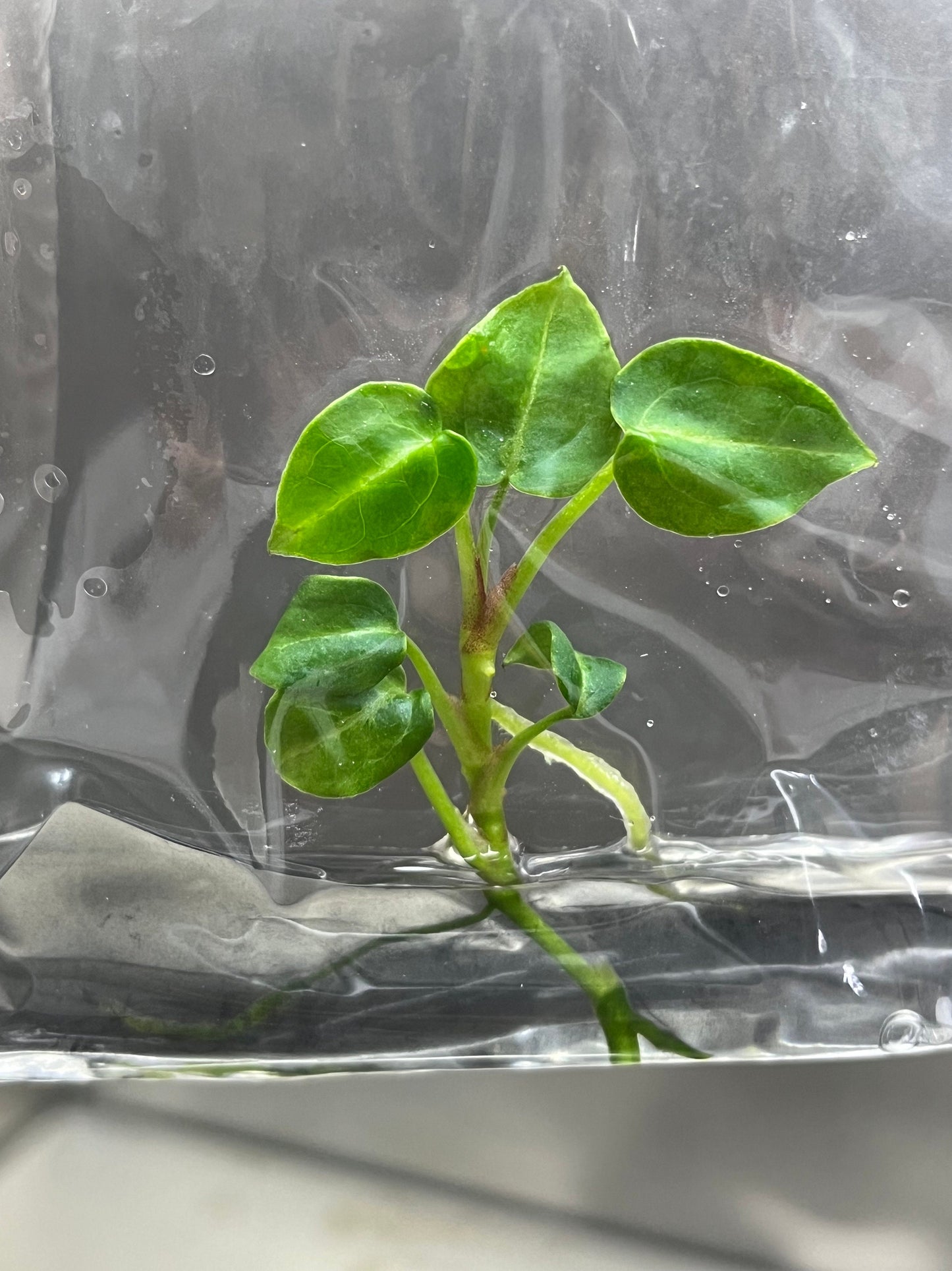 Anthurium Crytallium Dark Tissue Culture (1 item/bag)