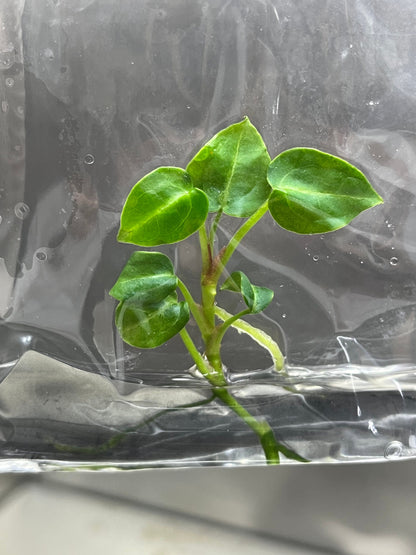 Anthurium Crytallium Dark Tissue Culture (1 item/bag)