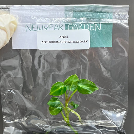Anthurium Crytallium Dark Tissue Culture (1 item/bag)