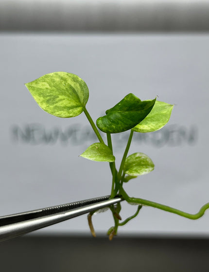Collection image for: Anthurium