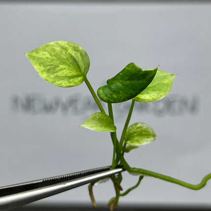 Anthurium Vittarifolium Variegated Tissue Culture (1 item/bag)
